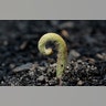 A plant sprouts from the wildfire-ravaged blackened ground near Nattai, Australia, Jan. 16, 2020. 