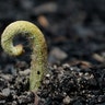 A plant sprouts from the wildfire-ravaged blackened ground near Nattai, Australia, Jan. 16, 2020. 