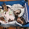 Kangaroo and wallaby joeys that have been orphaned due to a mixture of road accidents, dog attacks, bushfires, and drought conditions are seen in a cart as they are treated at Australia Zoo Wildlife Hospital in Beerwah, Australia, Jan. 15, 2020. 