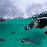 A Humboldt penguin swims in a pool during the annual stocktake at the London Zoo, Jan. 2, 2020. 