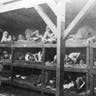 Inmates are seen lying on bunks in a barrack at Nazi German death camp Auschwitz-Birkenau after its liberation in 1945 in Nazi-occupied Poland. 