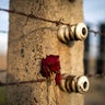 A memorial rose sits on the electric fence of the Auschwitz II-Birkenau extermination camp on Dec. 19, 2019 in Oswiecim, Poland. Ceremonies marking the 75th anniversary of the liberation of the camp by Soviet soldiers are due to take place on Jan. 27, 2020. 