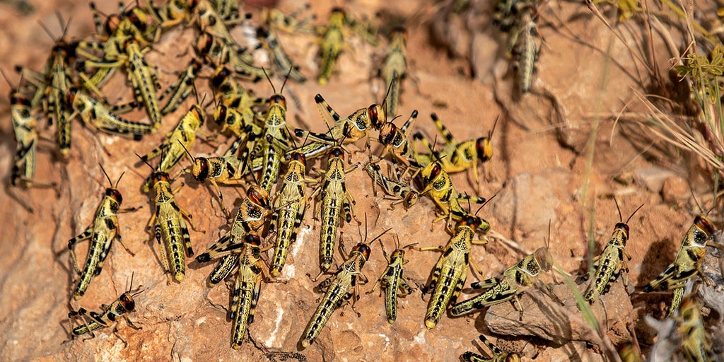 Africa locust invasion spreading, may become ‘most devastating plague’ in living memory, UN warns