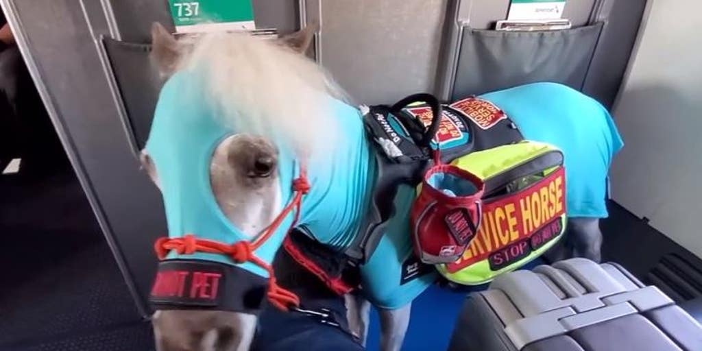 emotional support animal aa