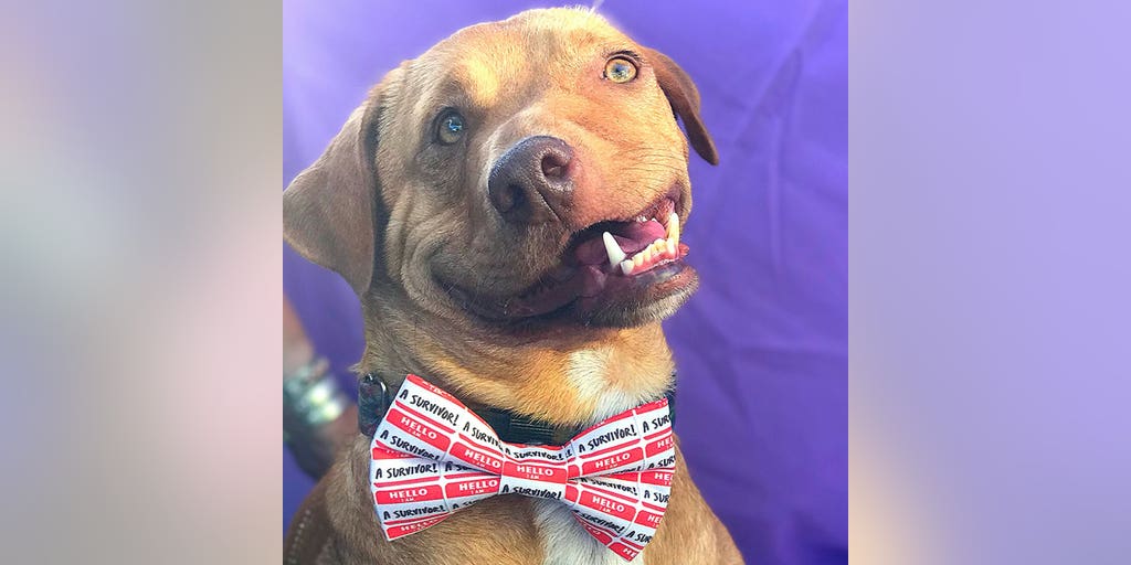 Dog With Wonky Face Named Pico Thriving In New Home Owner Dog With Wonky Face Named Pico
