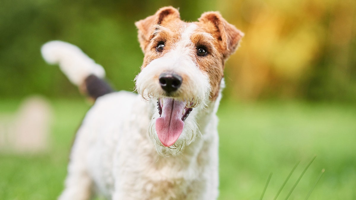 Westminster dog show outlet wire haired fox terrier