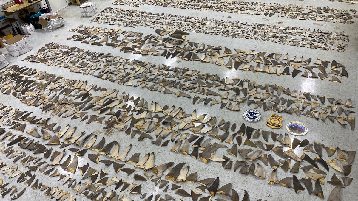 In this Jan. 29, 2020 photo made available by the U.S. Fish and Wildlife Service, confiscated shark fins are displayed at the Port of Miami. The U.S. Fish and Wildlife Service said Monday, Feb. 3, 2020, that the shipment of dried fins was believed to have originated in South America and was likely bound for Asia. Officials estimate the total commercial value of 18 boxes of fins to be between $700,000 and $1 million. (U.S. Fish and Wildlife Service via AP)