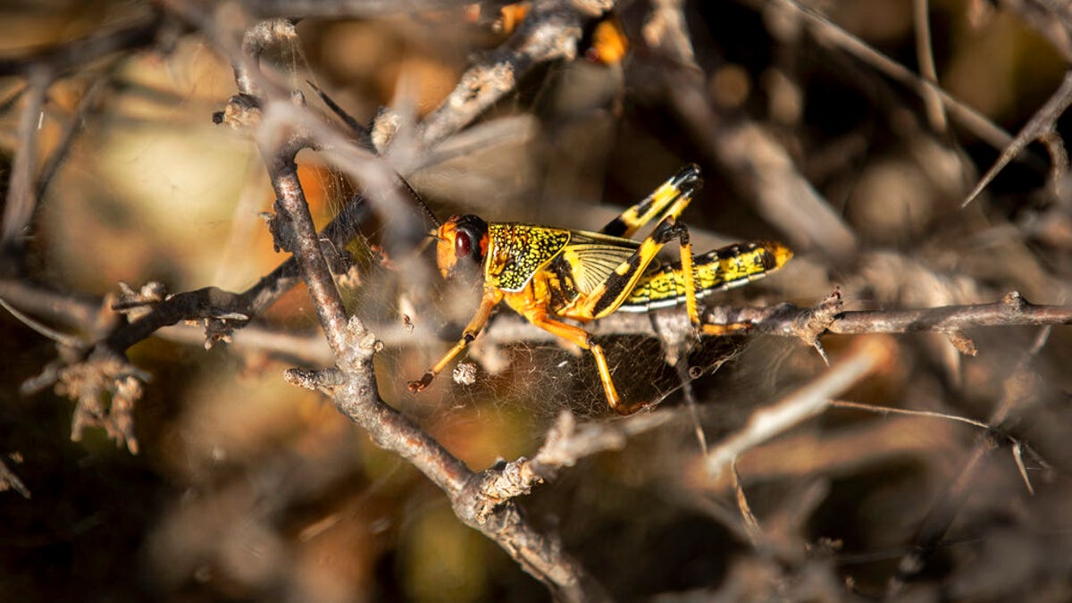 A young desert locust is stuck in a spider's web on a thorny bush in a desert of Somalia.