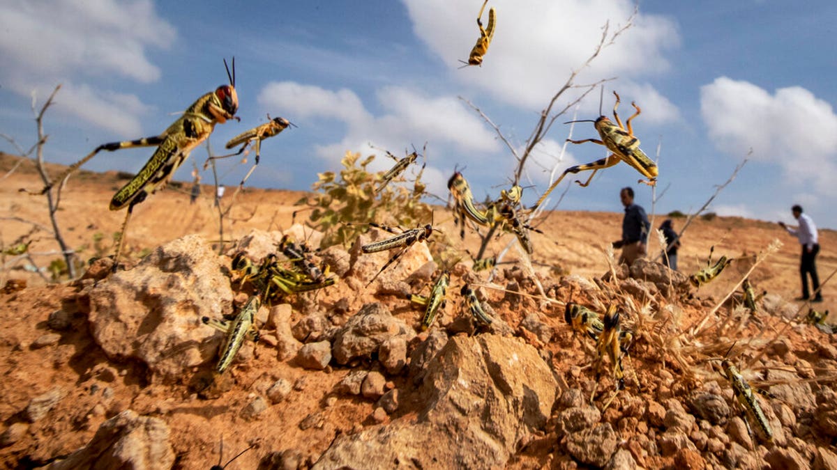 Young desert locusts that have not yet grown wings jump in the air as they are approached, as a visiting delegation from the Food and Agriculture Organization (FAO) observes them, in the desert near Garowe, in the semi-autonomous Puntland region of Somalia. 