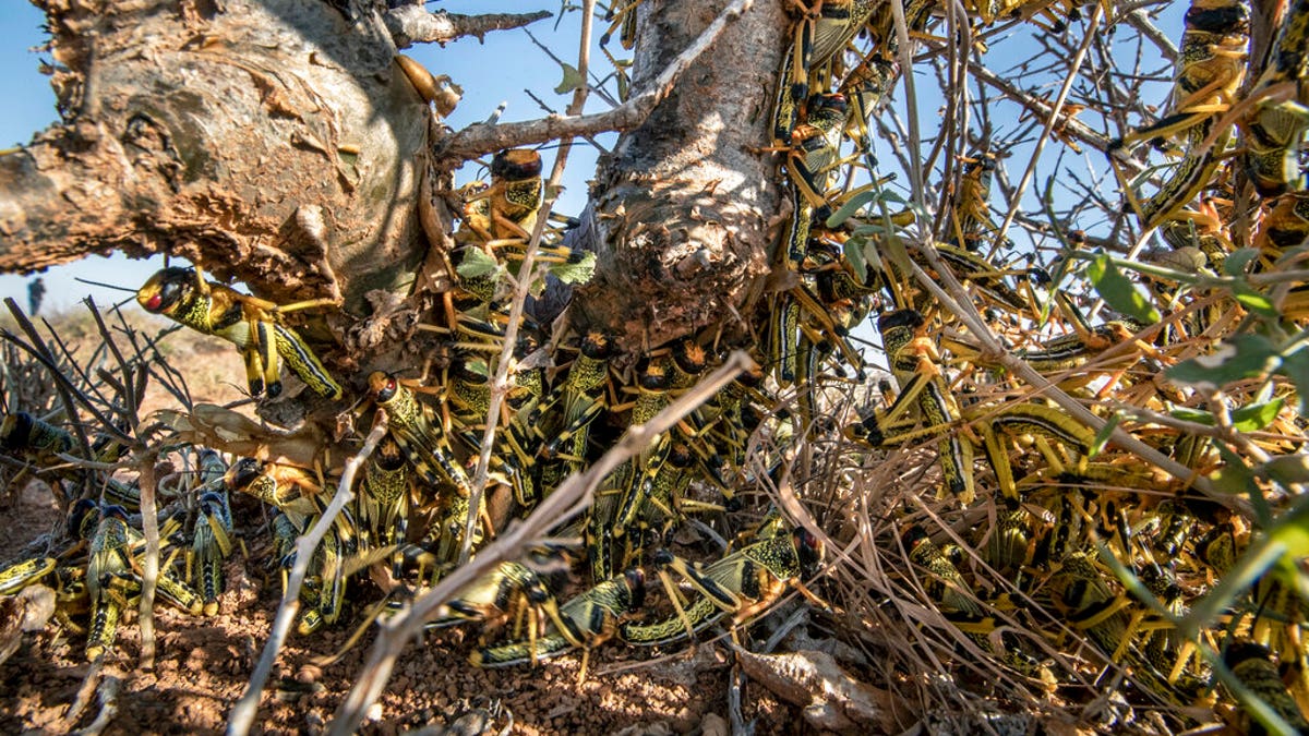 Young desert locusts that have not yet grown wings crowd together on a thorny bush in the desert near Garowe, in the semi-autonomous Puntland region of Somalia. 