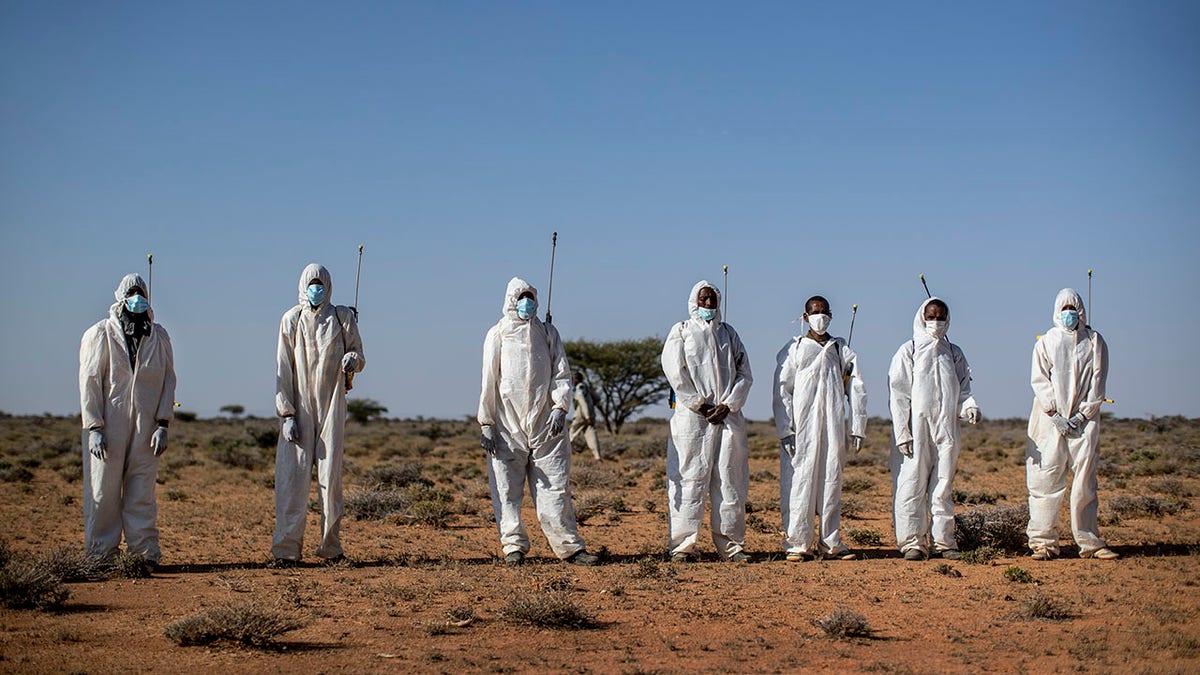 Pest-control sprayers demonstrate their work on the thorny bushes in the desert that is the breeding ground of desert locusts in the desert near Garowe on Fe. 4. (AP Photo/Ben Curtis)