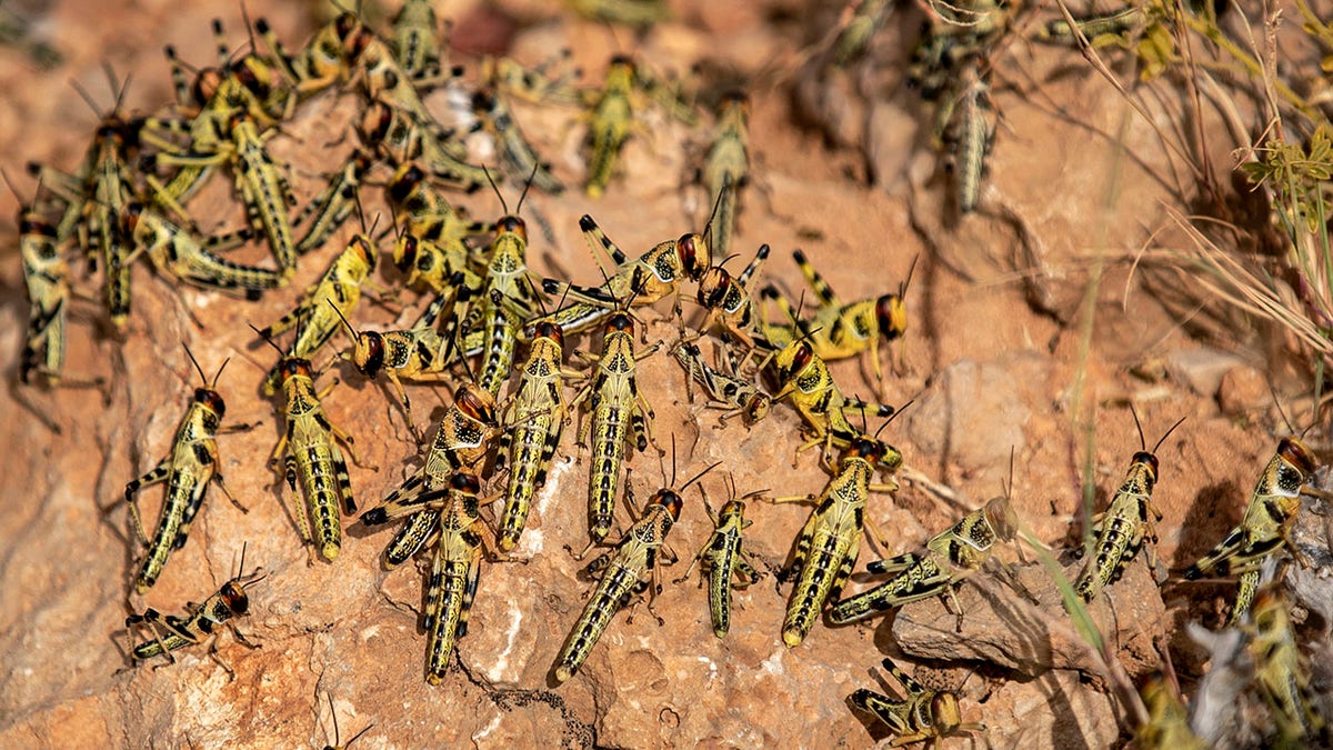 Young desert locusts that have not yet grown wings crowd together on a rock in the desert near Garowe, in the semi-autonomous Puntland region of Somalia. (AP Photo/Ben Curtis)