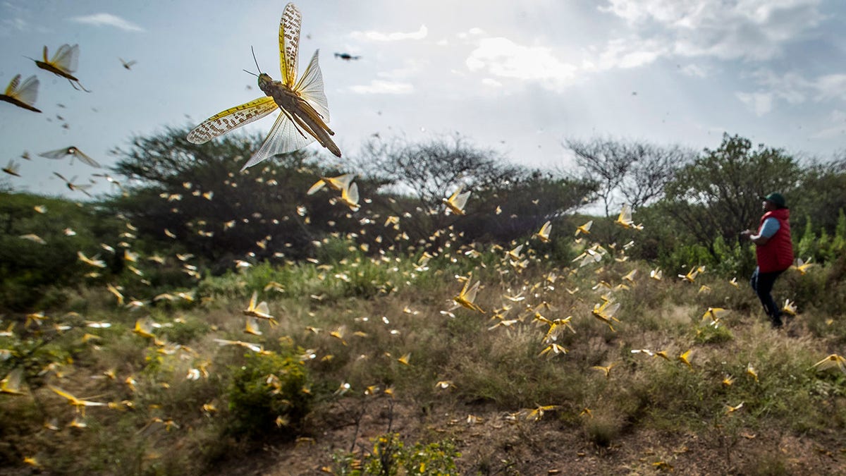 Desert locusts jump up from the ground and fly away as a cameraman walks past, in Nasuulu Conservancy, northern Kenya on Feb.1. (AP Photo/Ben Curtis)