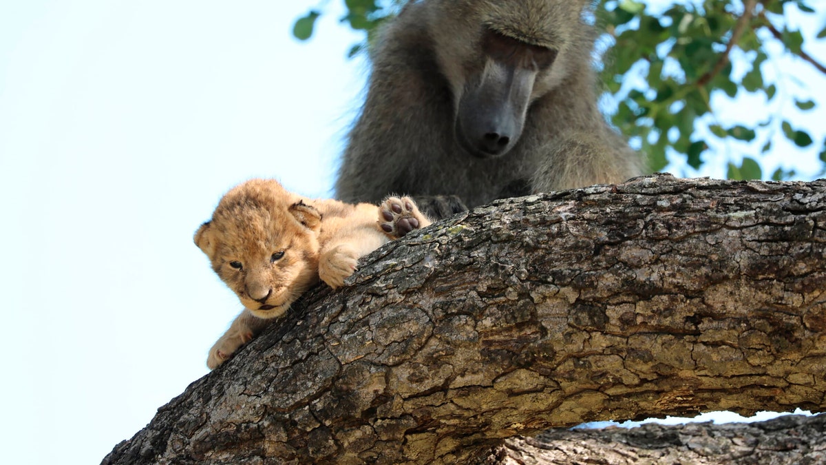 In this photo taken Saturday, Feb. 1, 2020, a male baboon preens a lion cub in a tree in South Africa's Kruger National Park.