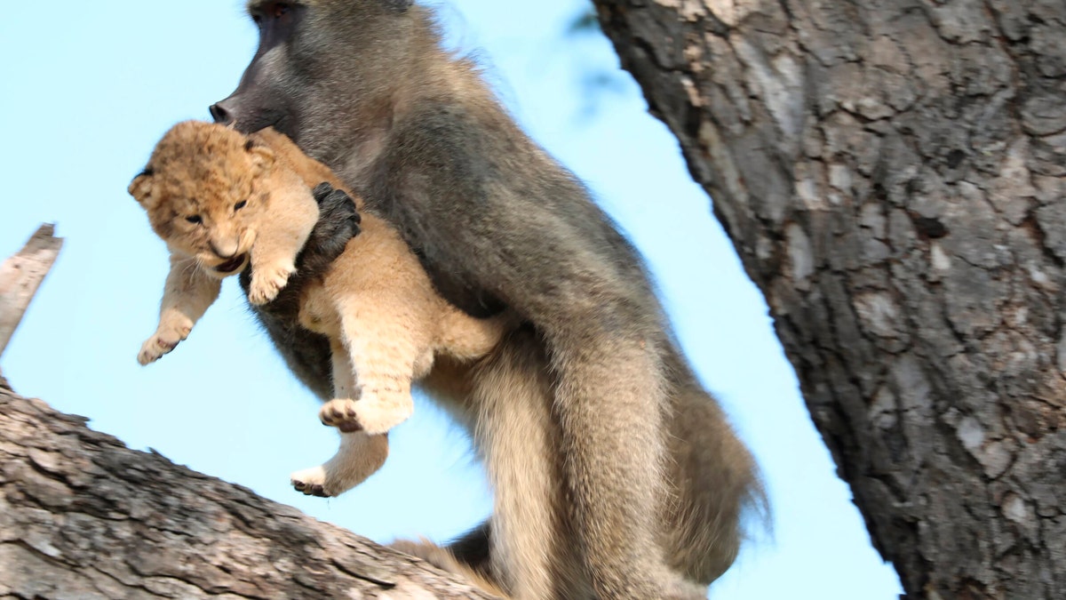 In this photo taken Saturday, Feb. 1, 2020, a male baboon carries a lion cub in a tree in the Kruger National Park, South Africa.