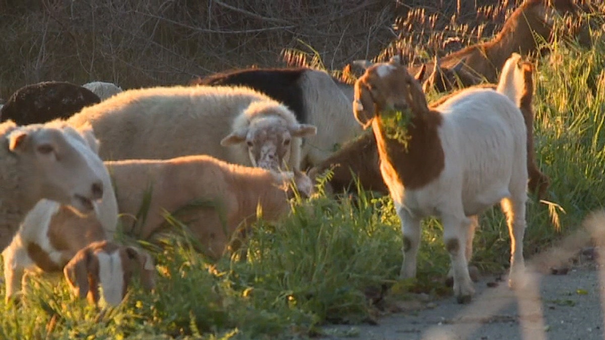 Goats and sheep are being used to eat high grass that could cause wildfires if left to grow out of control.