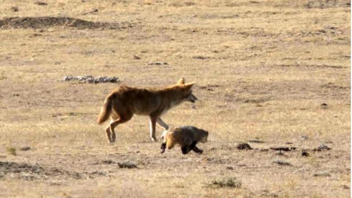 Coyote and badger at Black-footed Ferret Conservation Center in 2016