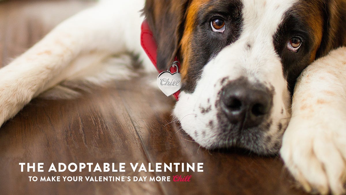 Coors Light is asking its drinkers to “skip the cheesy Valentine’s traditions and spend the day with a fur-ever friend” — preferably with a beer in hand.