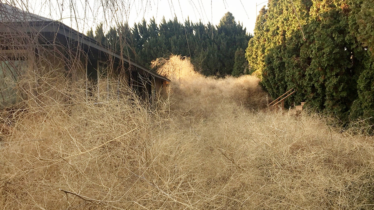 Giant tumbleweed in my yard: KOB - bend branches
