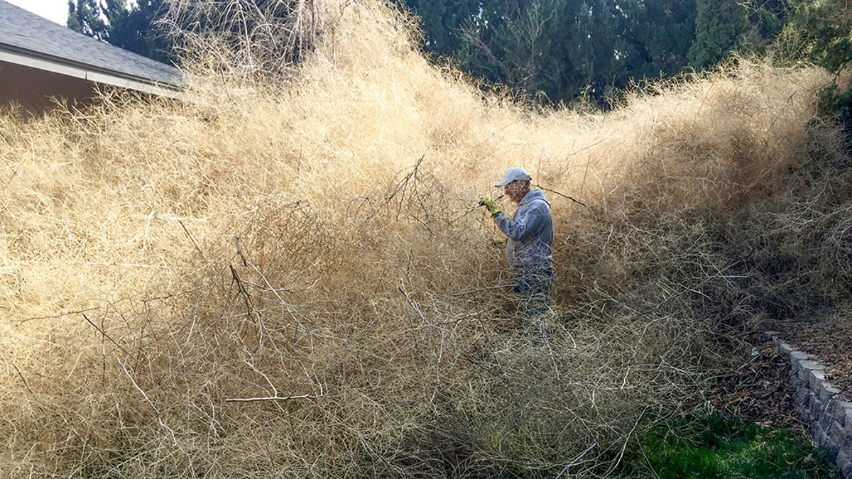 VIDEO] Colorado neighborhood buried by thousands of tumbleweeds