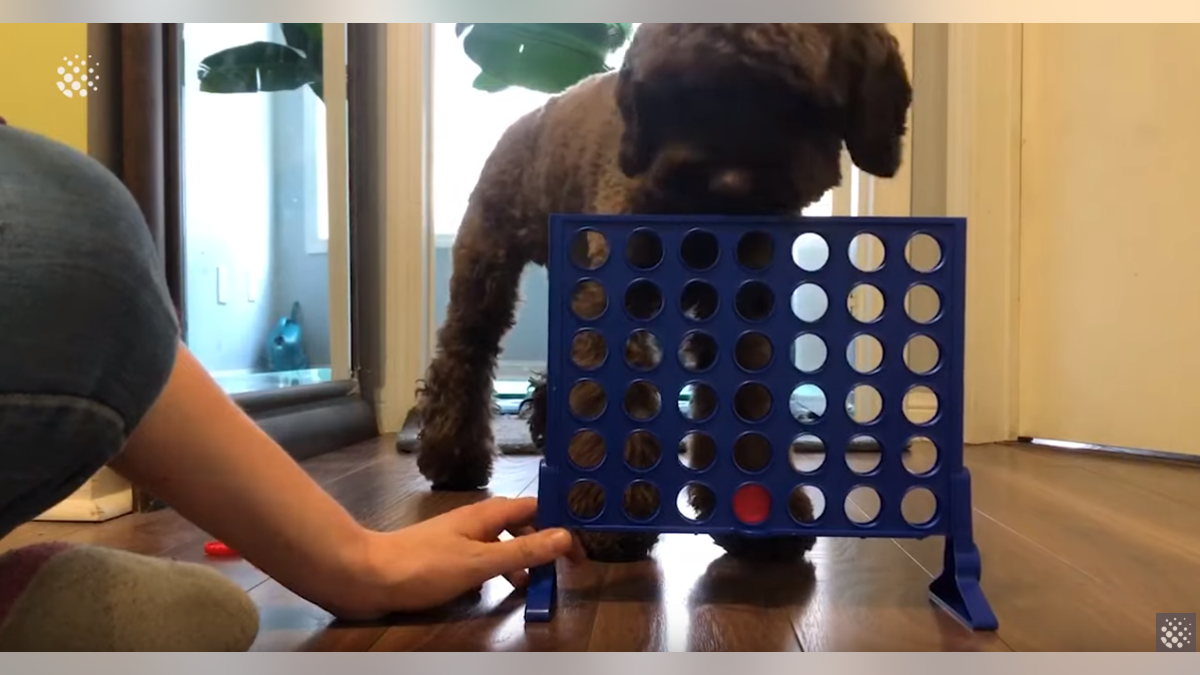 A viral video, uploaded to Instagram on Feb. 3, shows a cockapoo named Percy playing a round of the iconic Hasbro game with his owner. (Photo: Newsflare/Instagram @prancing_percy)