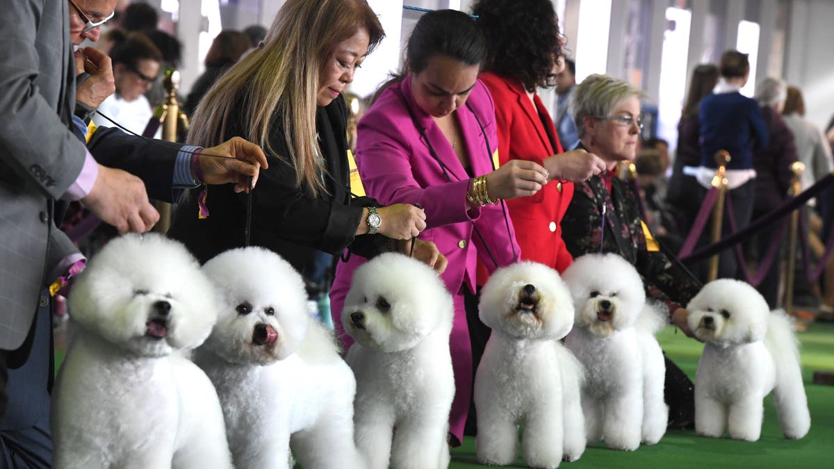 Bichons Frises gather in the judging ring during the Daytime Session in the Breed Judging across the Hound, Toy, Non-Sporting and Herding groups at the 143rd Annual Westminster Kennel Club Dog Show at Pier 92/94 in New York City on February 11, 2019. 