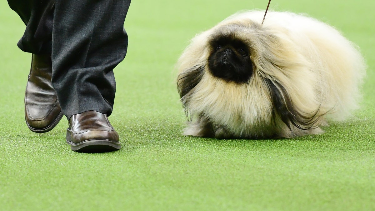 The Pekingese 'Pequest Primrose' and trainer compete during the Toy Group judging at the 143rd Westminster Kennel Club Dog Show at Madison Square Garden on February 11, 2019 in New York City. (Photo by Sarah Stier/Getty Images)