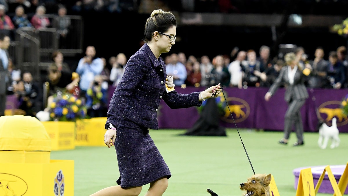 The Australian Terrier 'Bacon' and handler compete during Terrier Group judging at the 143rd Westminster Kennel Club Dog Show at Madison Square Garden on February 12, 2019 in New York City.