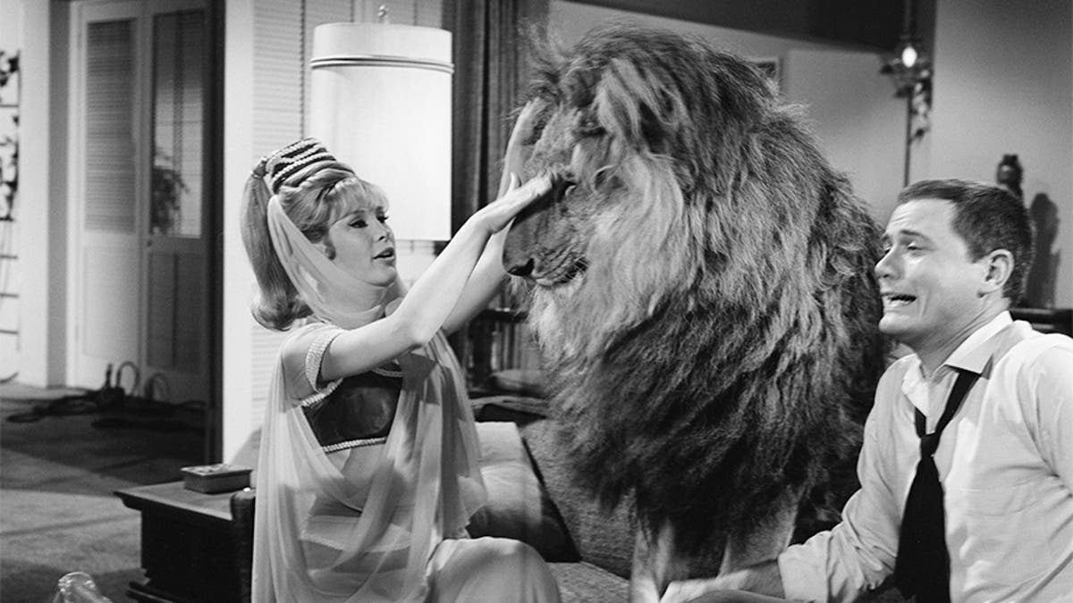 Barbara Eden with Larry Hagman and the infamous lion.