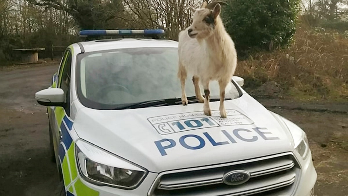 Peggy the goat enjoying the view from the hood of the police car.