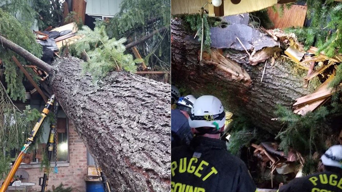 A man was critically injured Sunday when he was crushed by a large tree that fell into his apartment building in Renton, Washington.