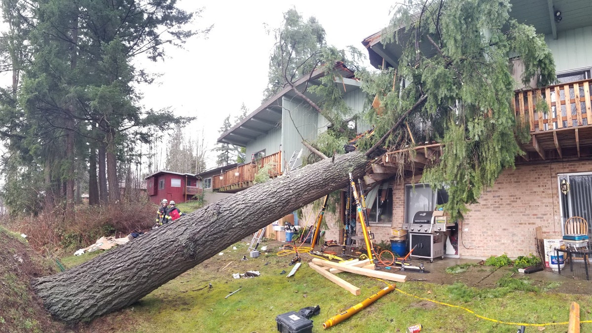 The tree fell into the apartment complex as high winds and heavy rain impacted the Seattle area.