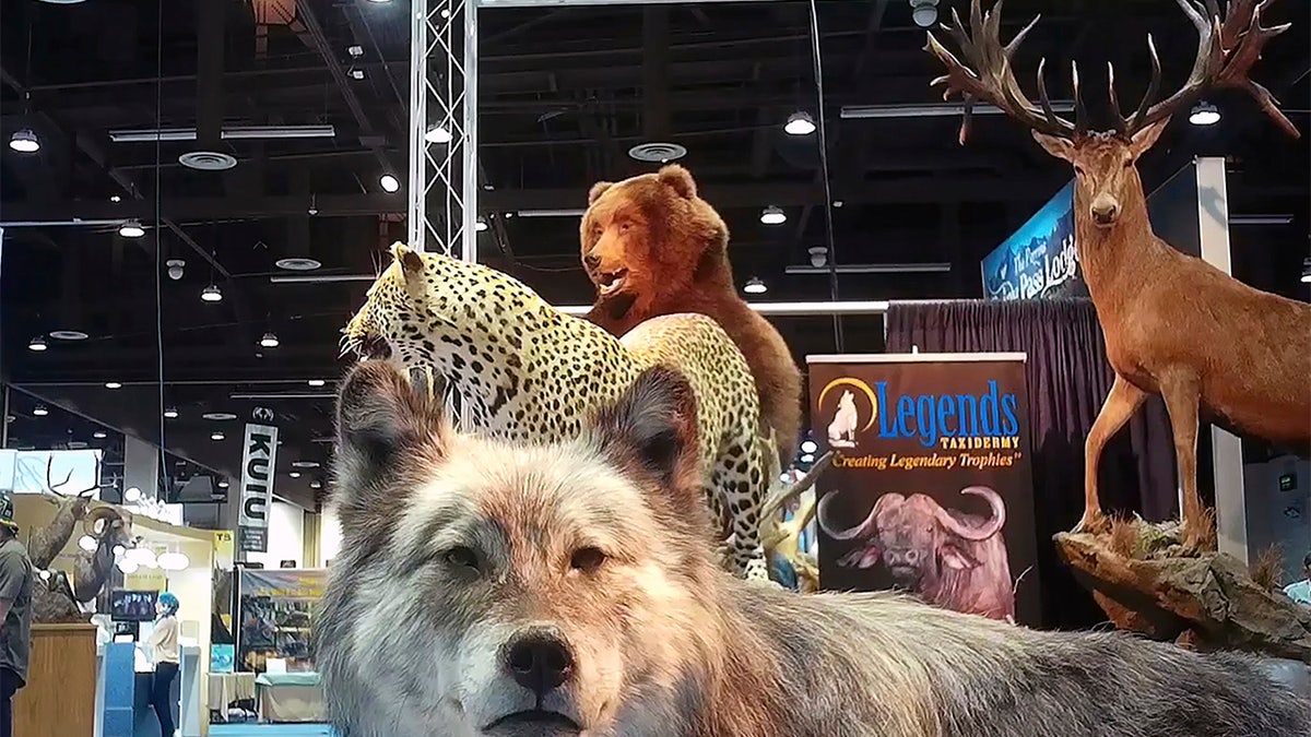This image from video provided by the Humane Society of the United States shows taxidermy at the Safari Club International's 2020 annual convention, that was held Feb. 5-8, 2020, in Reno, Nevada. (Humane Society of the United States via AP)