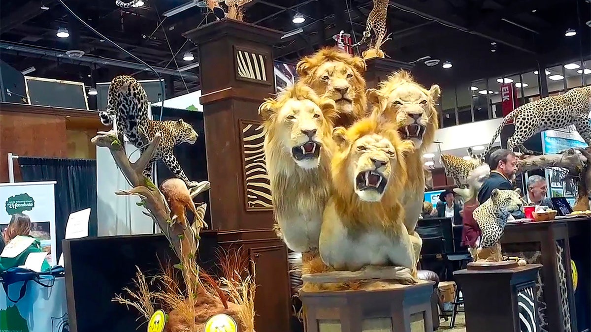 This image from video provided by the Humane Society of the United States shows a four-lion taxidermy at the Safari Club International's 2020 annual convention, that was held Feb. 5-8, 2020, in Reno, Nevada. (Humane Society of the United States via AP)