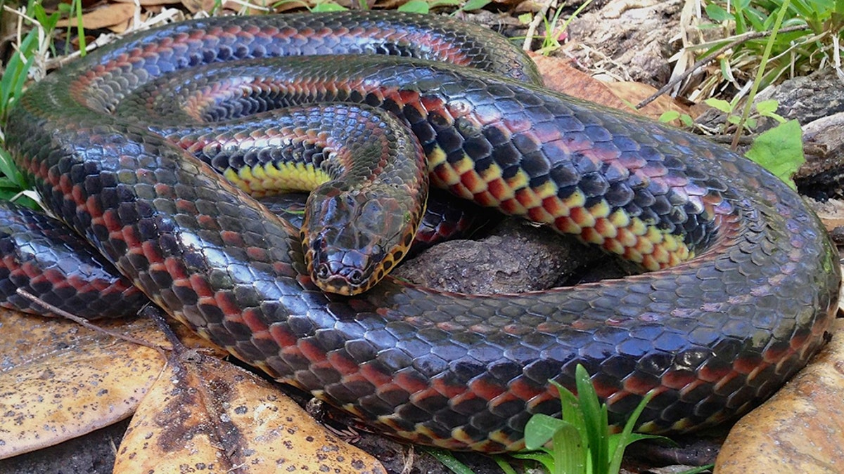 A rainbow snake, like the one pictured above, was spotted in Ocala National Forest for the first time since 1969.