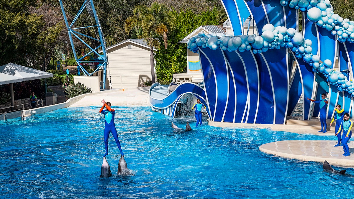 In the most objected-to stunt, performers would ride two dolphins at the same time by standing with each foot atop one of the animals’ beaks, or “rostrums.” (Photo by John Greim/LightRocket via Getty Images)