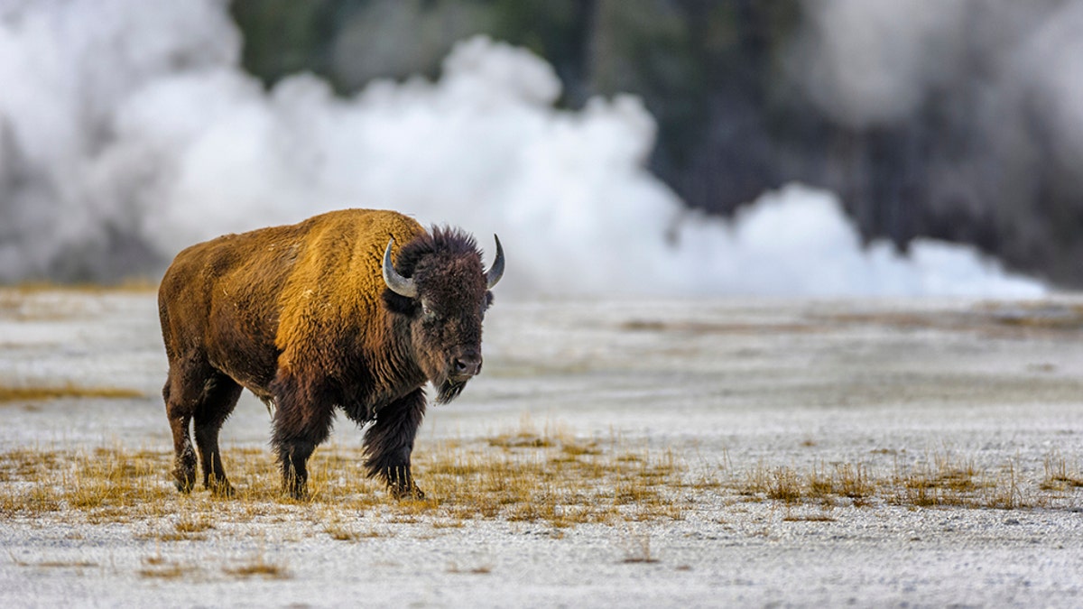Bison by the Midway Geyser Basin in Yellowstone National Park