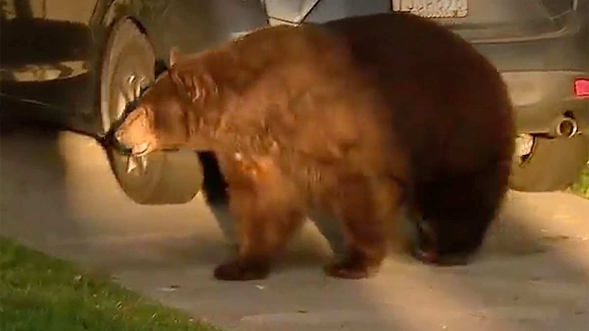 Video snapped by passersby showed the bear nonchalantly walking the streets, presumably scrounging for food.