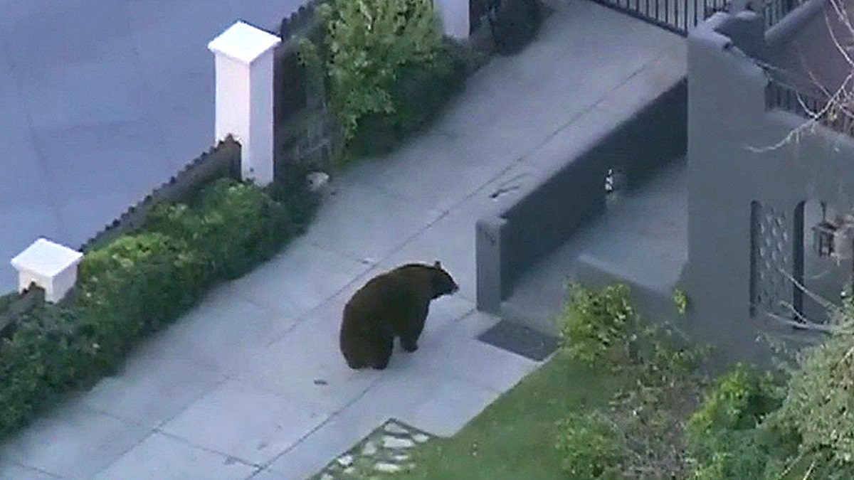 The large black bear was spotted on North Mayflower Avenue about 2.30 a.m. local time. At one point the bear could be seen squaring up to a large dog barking behind a gate, but it eventually lost interest.