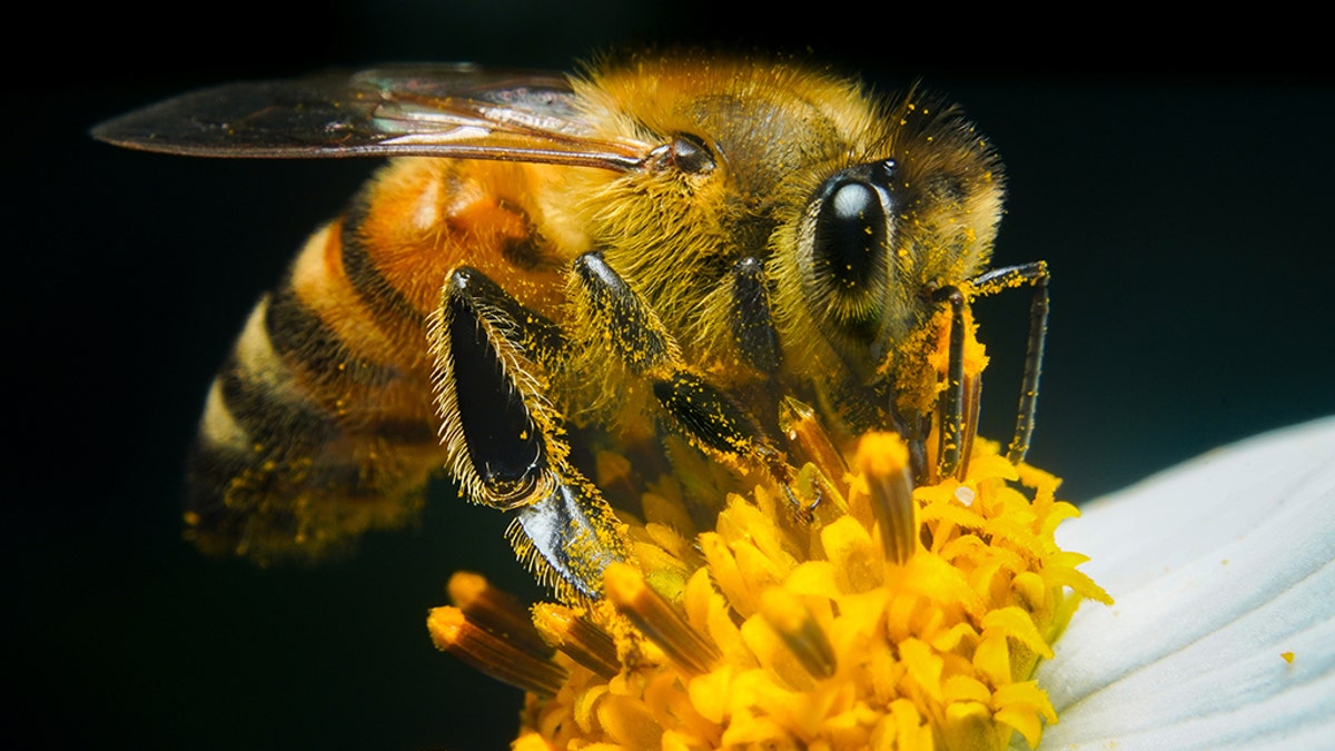 Bee