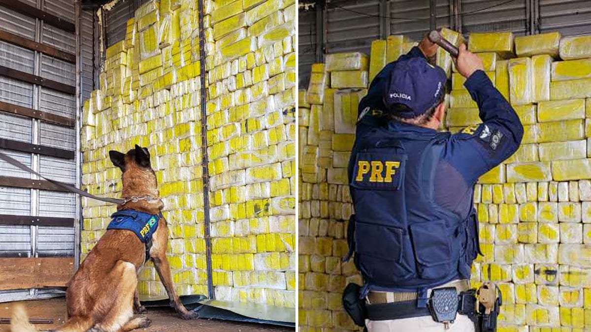 Drug-sniffing dogs led police to a false wall inside the trailer where the bricks were hidden.