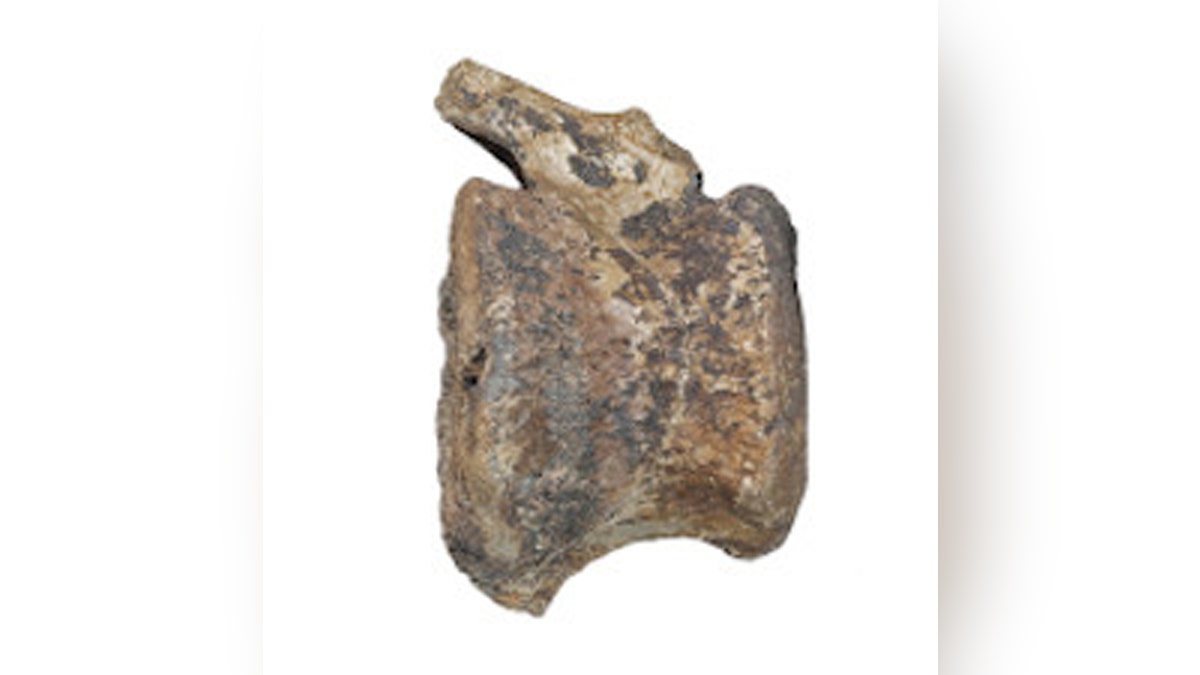 Photograph of the larger hadrosaur vertebra in lateral view. The space that contained the overgrowth opens to the caudal surface of the vertebra. (Credit: Assaf Ehrenreich, Sackler Faculty of Medicine, Tel Aviv University)