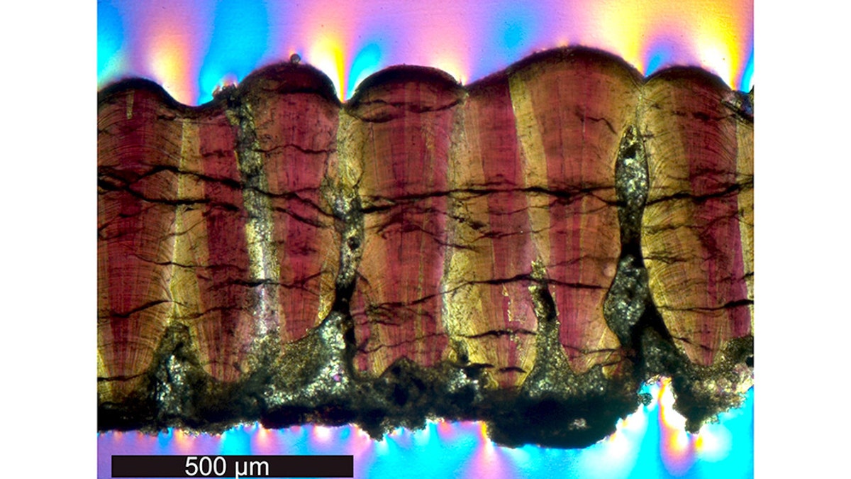 A dinosaur eggshell fossil in cross-section under a microscope using cross-polarizing light. Notice the clusters of biomineralized calcite crystals radiating out from central nodes, along the interior margin of the shell at the bottom of the image. This, and the bumpy surface of the exterior margin (top of image) is usually indicative of titanosaur, sauropod dinosaurs. (Credit: Robin Dawson)
