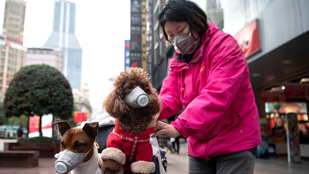 A woman pushes a stroller with two dogs [both not the "weak positive" dog] wearing masks along a street in Shanghai on February 19, 2020. (Photo by NOEL CELIS / AFP) (Photo by NOEL CELIS/AFP via Getty Images)