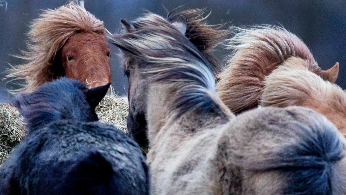 Iceland horses stand together in a strong storm in their stud in Wehrheim near Frankfurt, Germany, Sunday, Feb. 9, 2020.