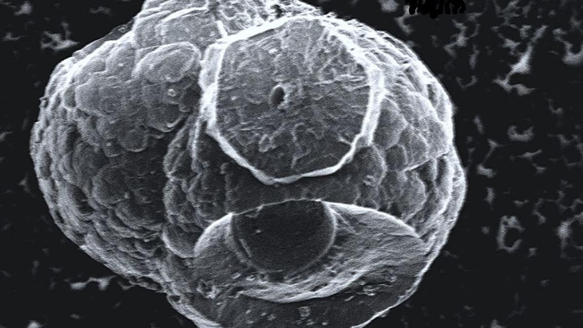 Scientists have called this image of a microhabitat that grew in methane hydrate the 'Death Star' - it grew from microbial activity at very cold temperatures, far underwater.