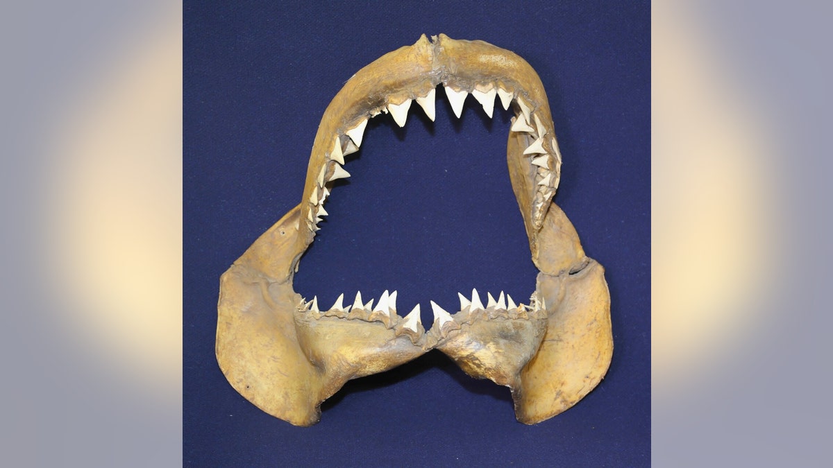 Historical Great White Shark jaws front. Credit: University of Bologna