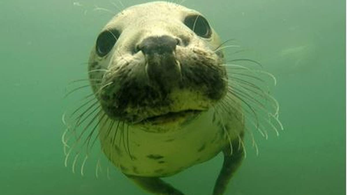 A wild gray seal is seen above.