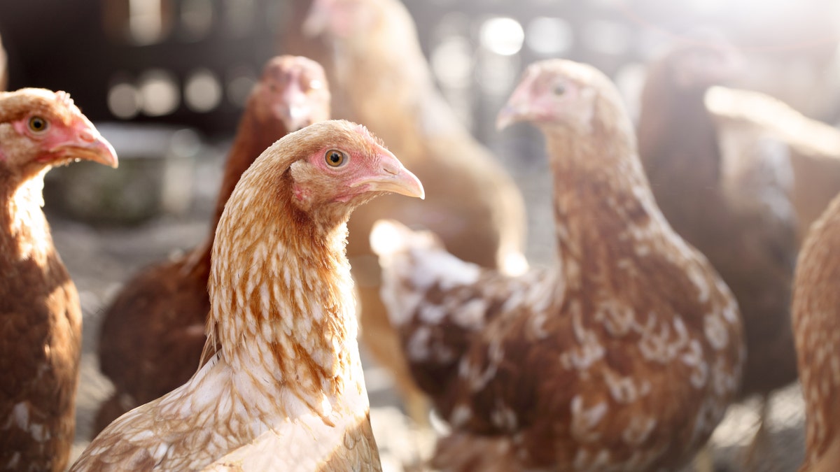 The outbreak of bird flu was reported at a farm near the epicenter of the coronavirus outbreak in China. (iStock)
