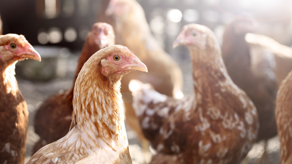 The outbreak of bird flu was reported at a farm near the epicenter of the coronavirus outbreak in China. (iStock)
